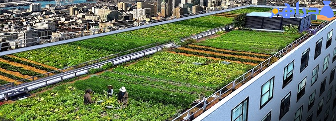 مشروع زراعة سطح المنزل